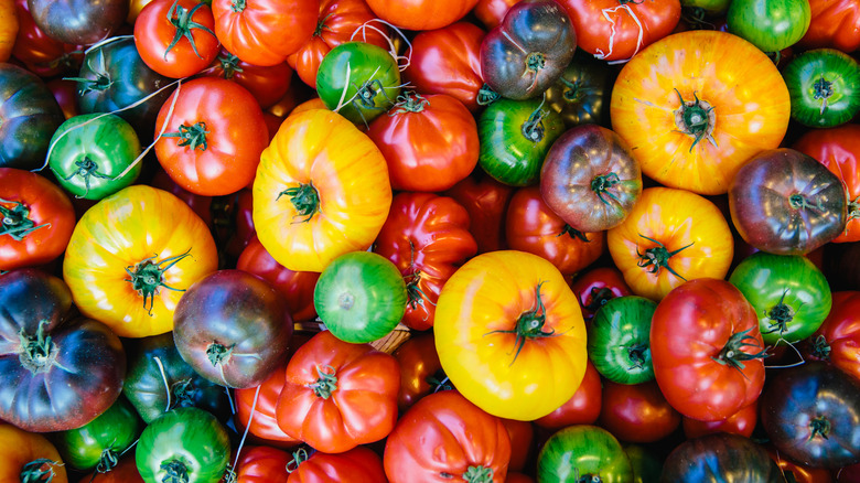 Different types of tomatoes