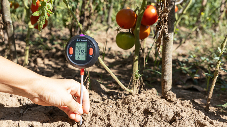 Person measuring soil moisture levels for tomato plants