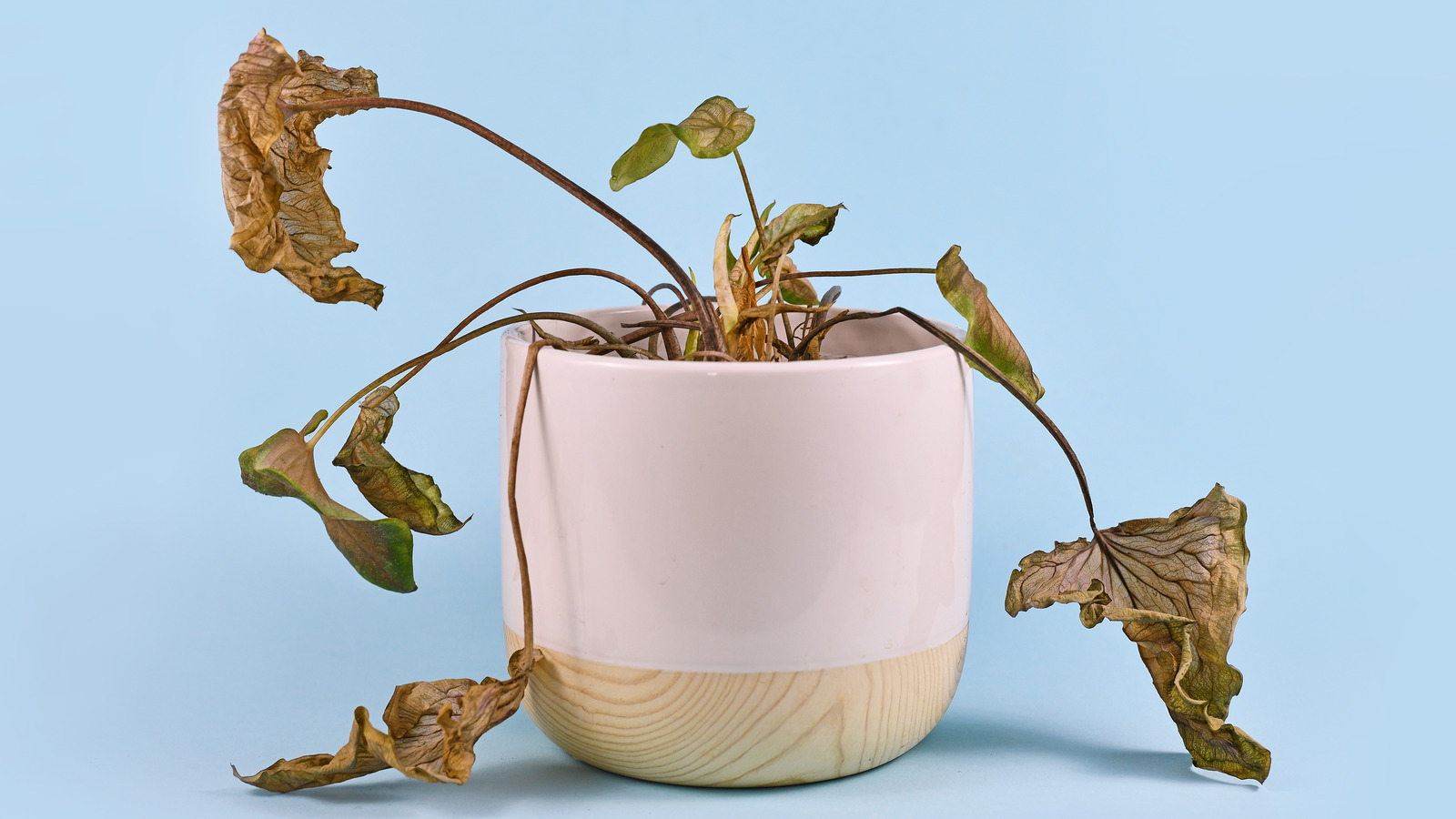 3 Things You're Doing That Are Killing Your Houseplants