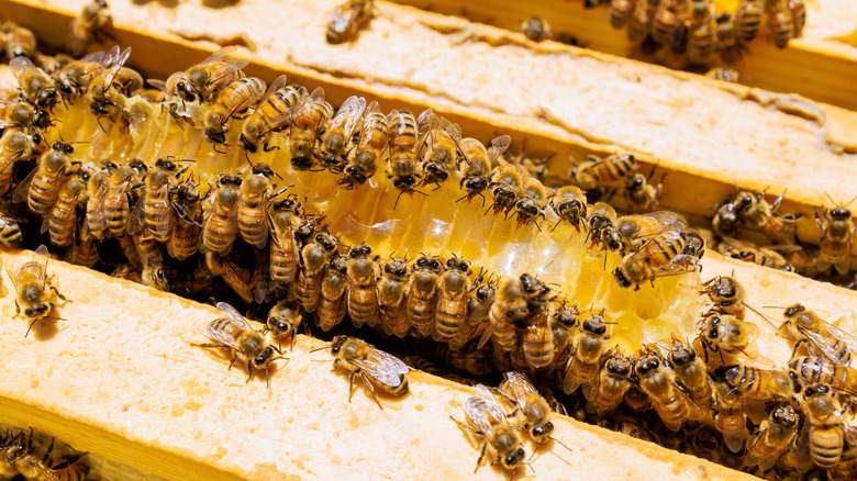 Bees hard at work producing honeycomb.
