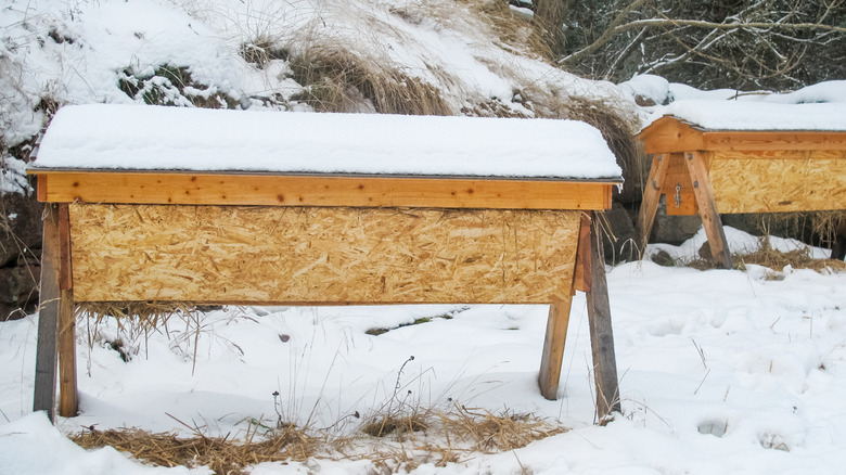 Top-bar beehives covered in snow during the winter.