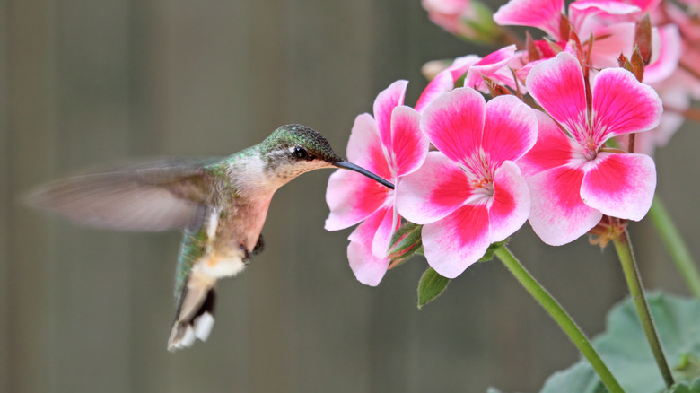 hummingbird drinking nectar from geranium