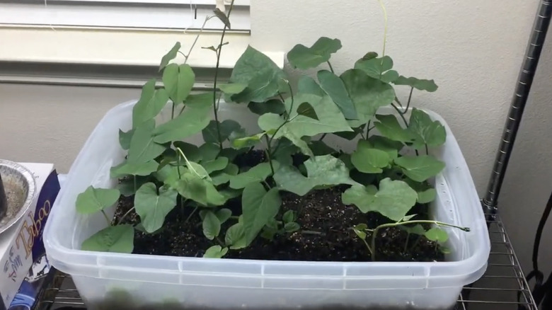 A plastic tote used as a container for indoor sweet potato gardening