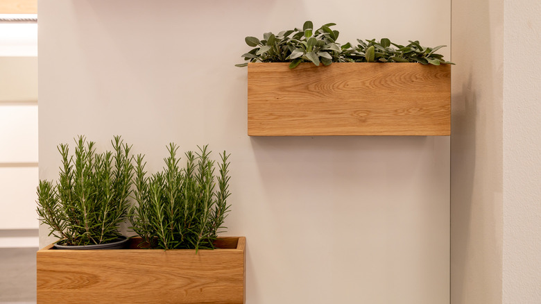 vertical garden in kitchen