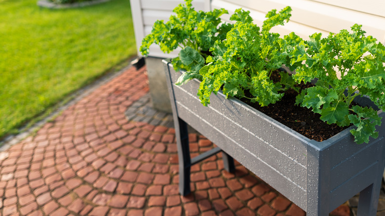 garden box on brick patio