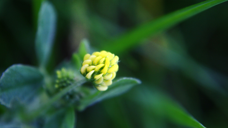 yellow bloom with dark leaves