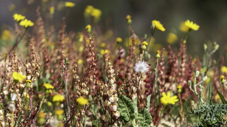 red and yellow flowering weed