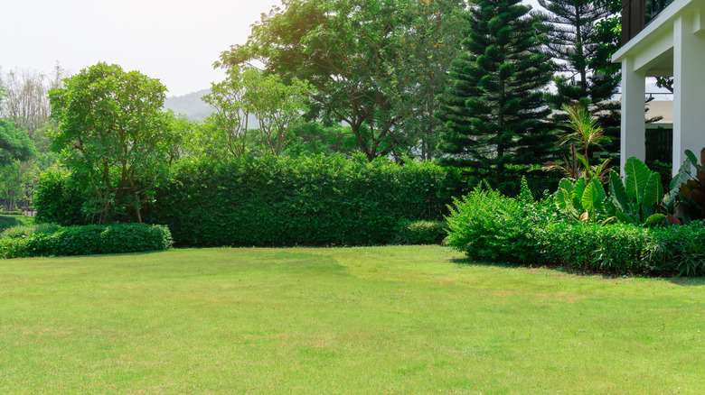 Yard in need of something