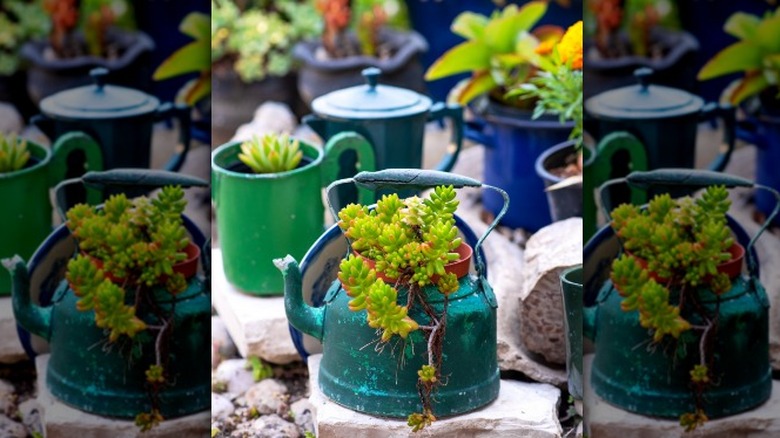 Kettled plants