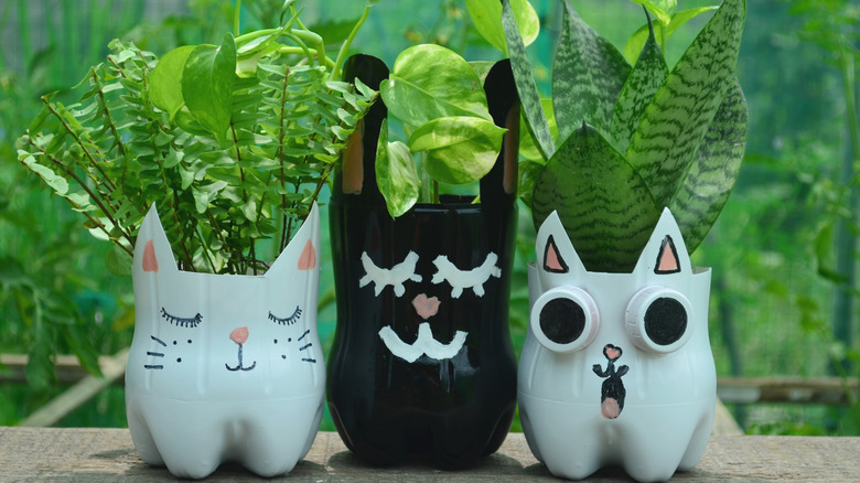 Bottled plants outdoor