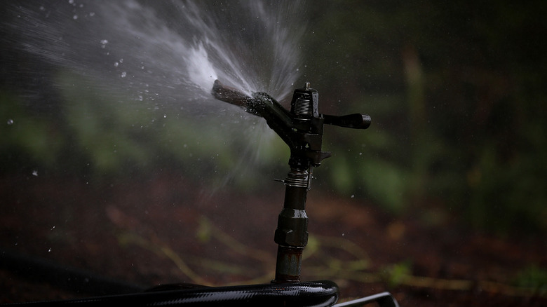 Lawn sprinkler running at dawn