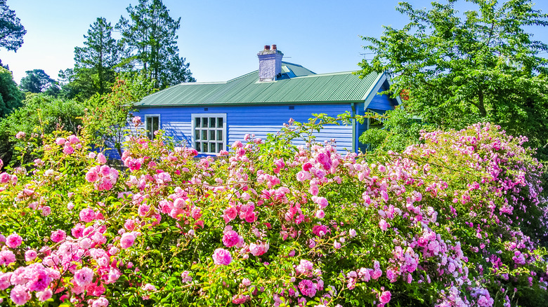 blue cottage