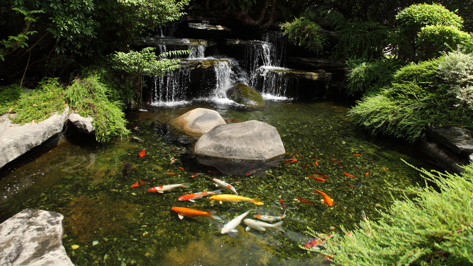 30 Koi Pond Ideas That Will Help You