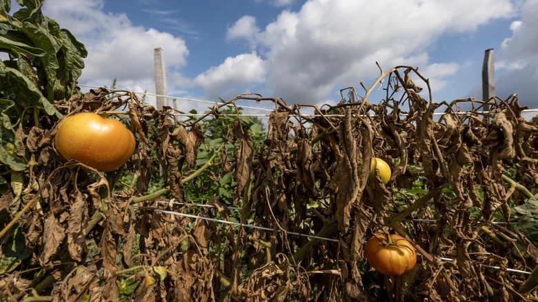 Dying tomato plants 