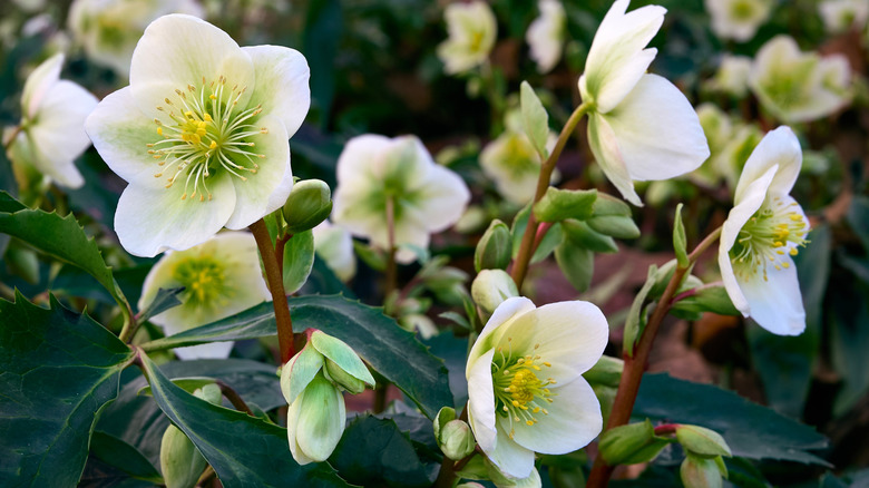 Christmas roses growing together in the shade, some in bloom, others still in bud form.
