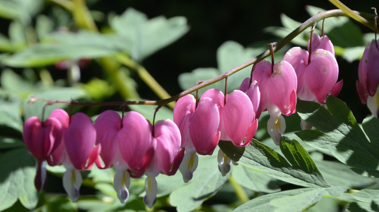 A row of pink bleeding heart flowers casting shadows on the leaves below.