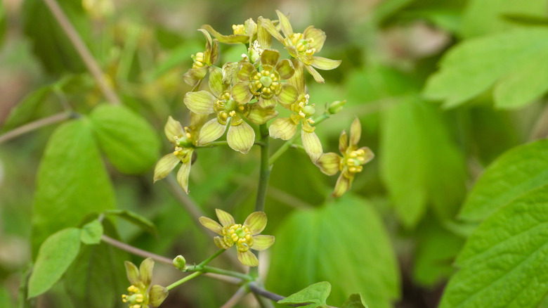 The tiny, yellow-green flowers of the blue cohosh.