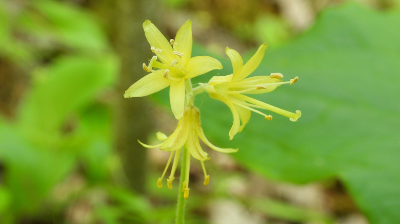 A trio of bluebead lily flowers growing in the shade.