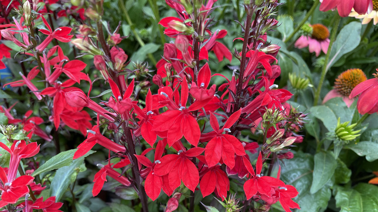 A group of bold, red cardinal flowers in bloom among dark green foliage.