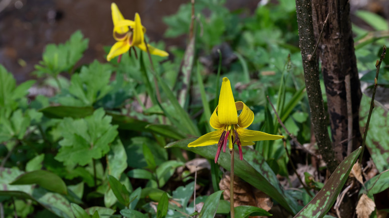 The banana-yellow petals of the dogtooth violet growing in the shade.