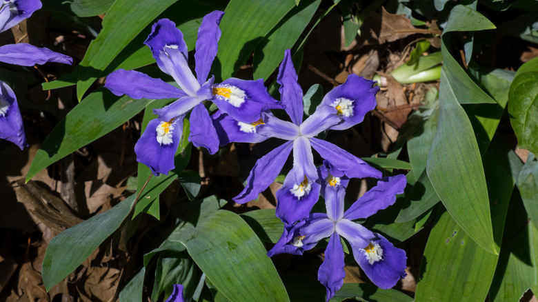 Three dwarf crested iris blooms highlighted by the sun.