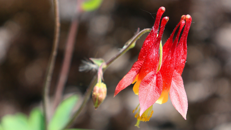 The unique crown-like shape of the red and yellow eastern columbine.