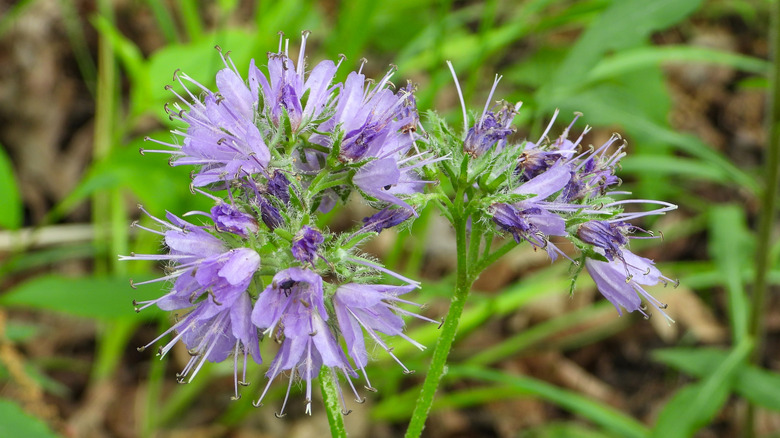 A burst of lavender purple eastern waterleaf flowers.