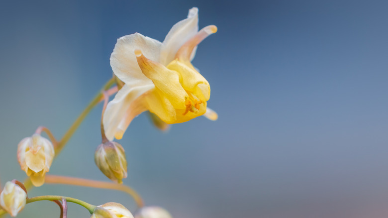 Yellow fairy wings flowers in various stages of bloom.