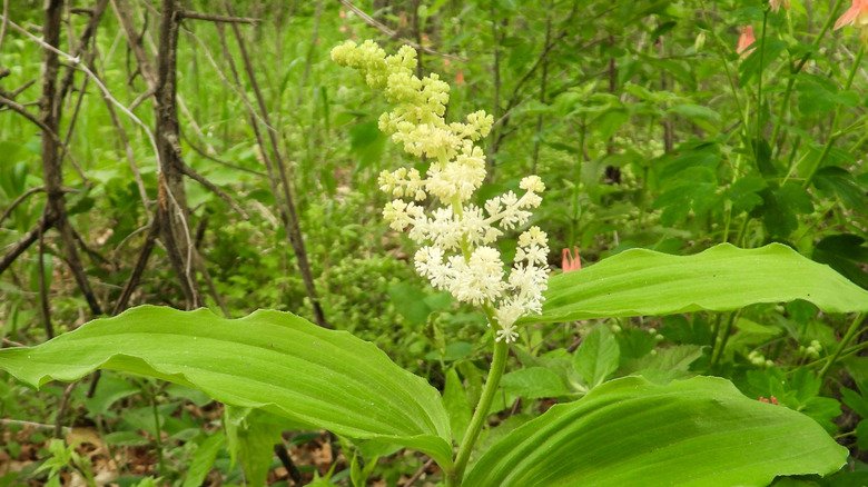 The white, star-shaped flowers of the false Solomon's seal.