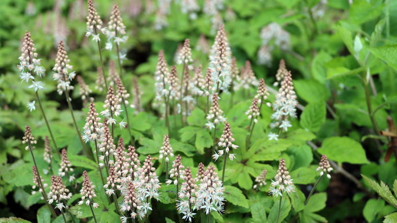 A cluster of foamflower showing small, white blooms.
