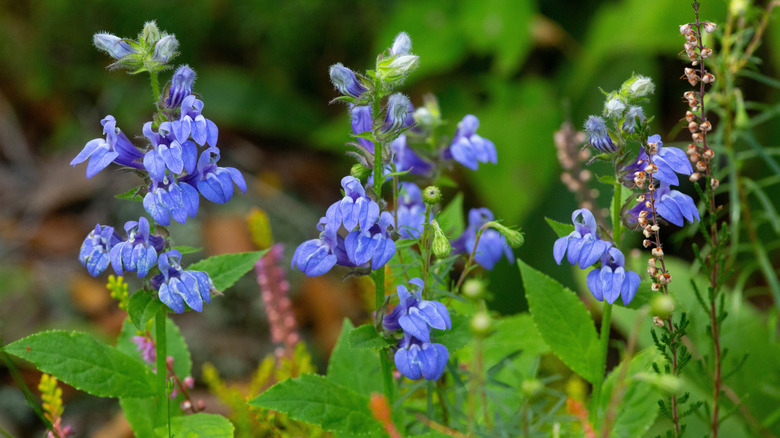 A group of great blue lobelia flowers starting to bloom