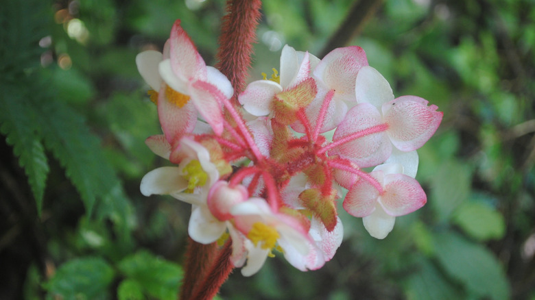 The dainty, pink flower of the hardy begonia.