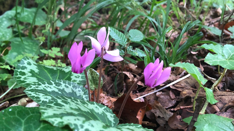 Bright purple hardy cyclamen flowers growing on the ground.