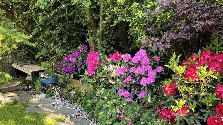 Flowers growing in a shade garden with dappled sunlight.