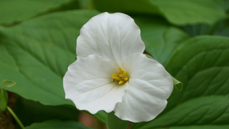 A white large-flowered trillium growing in the shade.