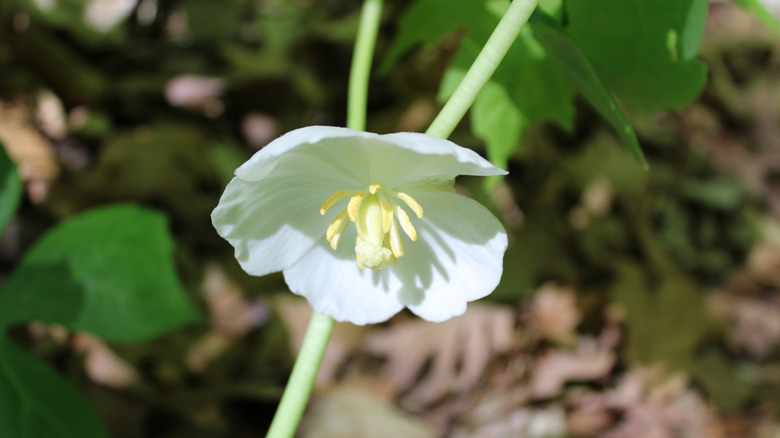 A white mayapple flower in partial shade.