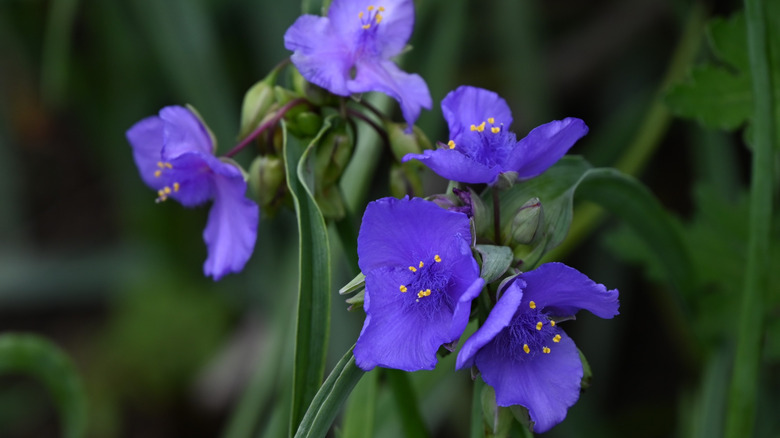 The purple, almost flat, blooms of the Ohio spiderwort plant.