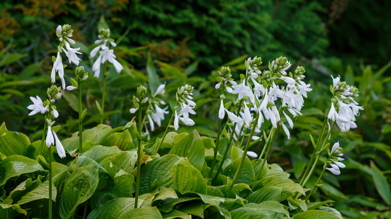 A cluster of hostas, or plantain lillies, leaning slightly forward as they grow in the shade.