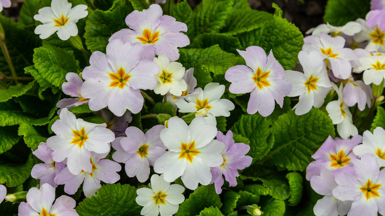 White and lavender primrose flowers growing in the shade.