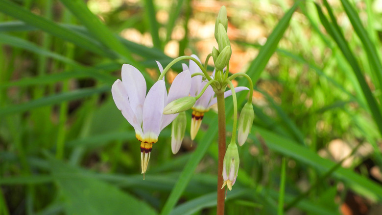 The unique shooting star flower in partial bloom.