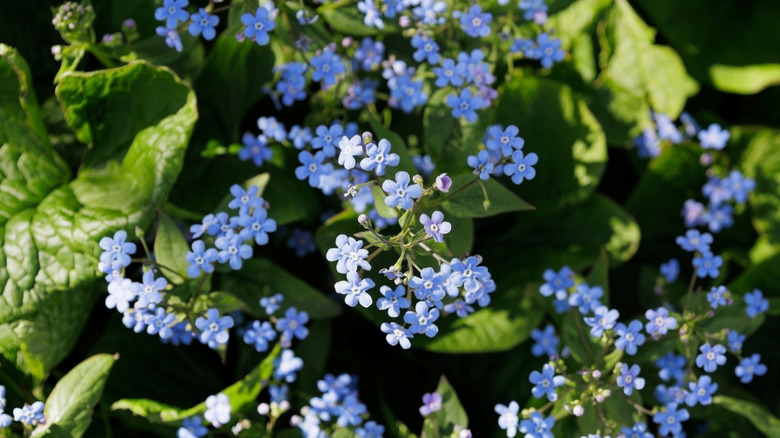 Tiny Siberian bugloss flowers in dappled sunlight.