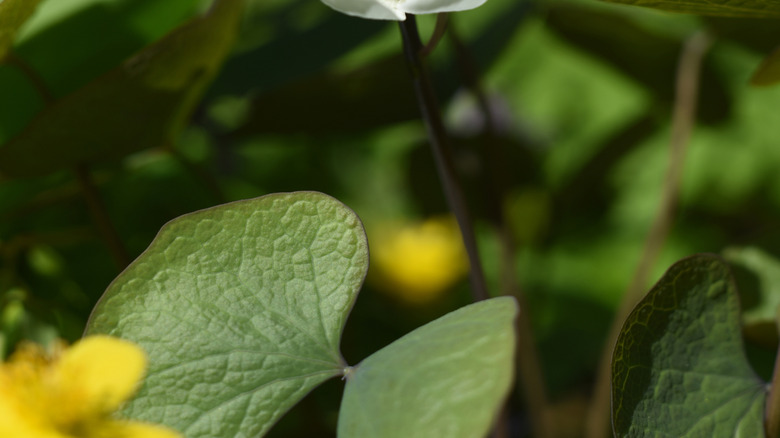 The delicate white blossom of the twinleaf flower in dappled sunlight.