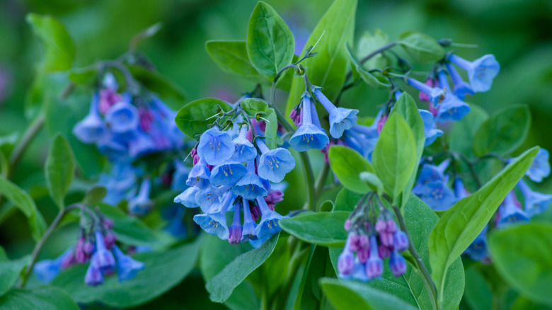 Blue and violet Virginia bluebells growing in the shade.