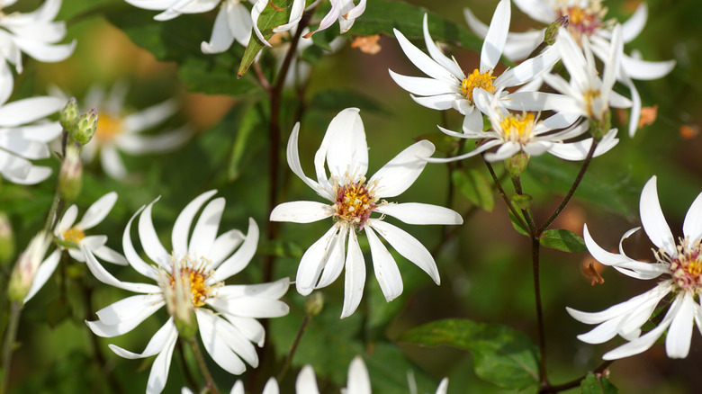 A group of white woodland aster flowers in partial shade.