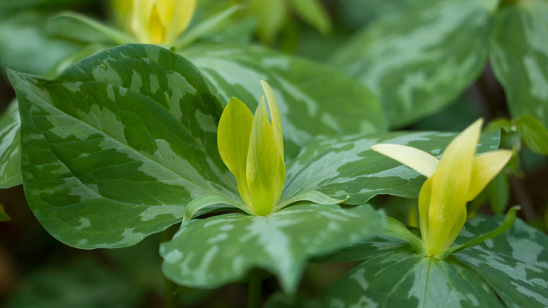 The tiny upright petals of the budding yellow trillium flower.