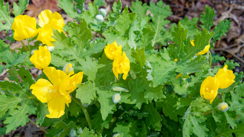 The buttercup-like flowers of the yellow wood poppy growing at ground level.