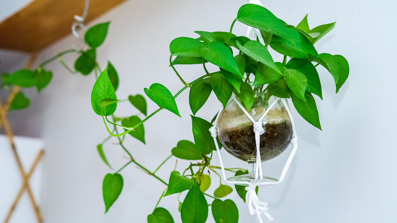 plant trailing from hanging planter