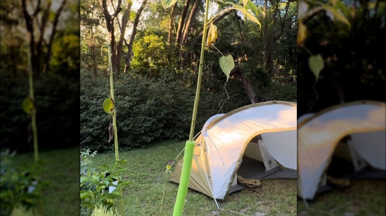 Green pool noodle on stalk of sunflower.
