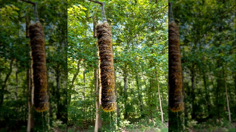 Hanging moss pole surrounded by trees.