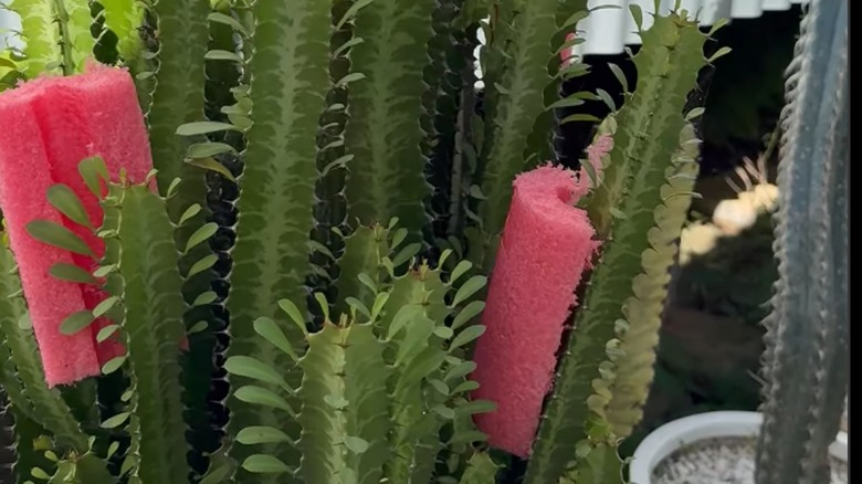 Red pool noodles on green cactus.